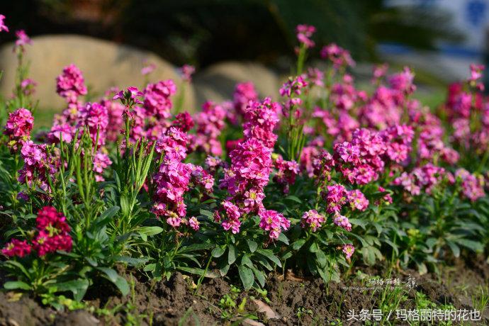 开满鲜花的小路教学设计一等奖,园丁培植万朵花