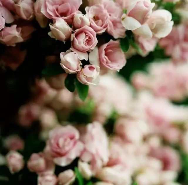 一生以花为伴,以花为伴虚度光阴