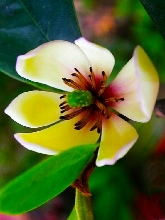 你含笑立在枝头上,笑而不语——含笑花