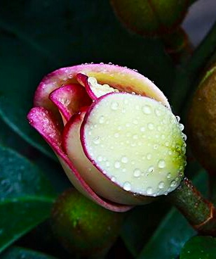 你含笑立在枝头上,笑而不语——含笑花