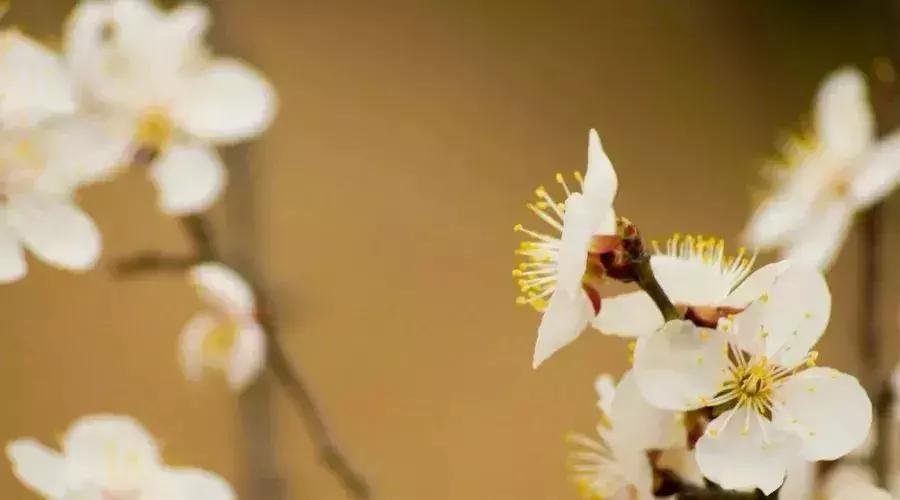 寒酸夫子是谁,寒酸其他叫法