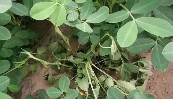 农资店老板透露了一个混合配方,各种农药的配兑技巧分享给农友们