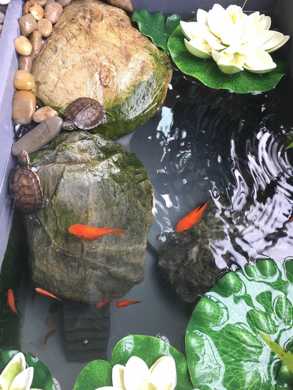 「龟龟环境篇」沼泽过滤(bogfilter):一种原生态水处理技术