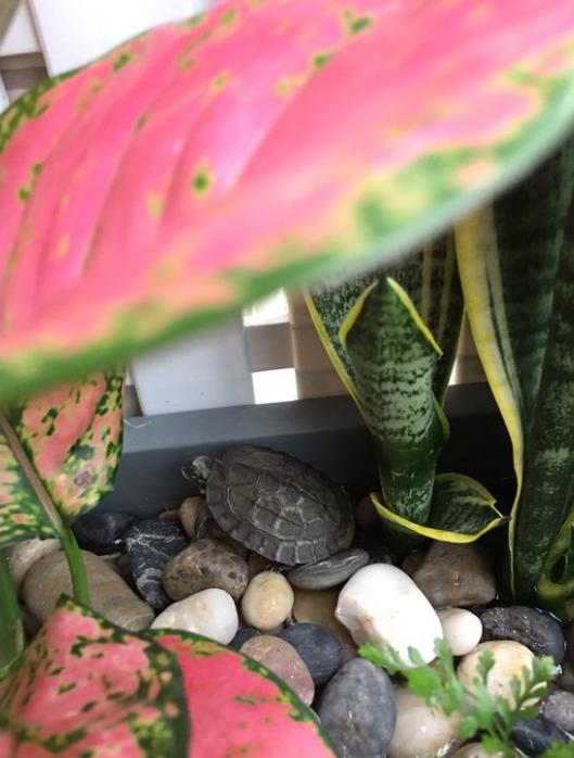 龟缸沼泽过滤系统视频,龟池沼泽过滤