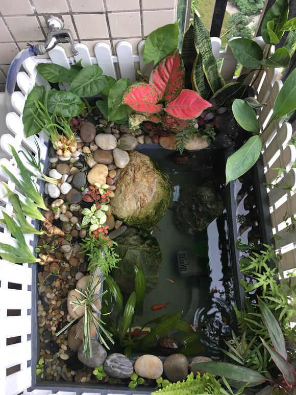 「龟龟环境篇」沼泽过滤(bogfilter):一种原生态水处理技术