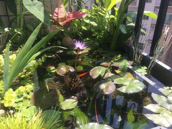 「龟龟环境篇」沼泽过滤(bogfilter):一种原生态水处理技术