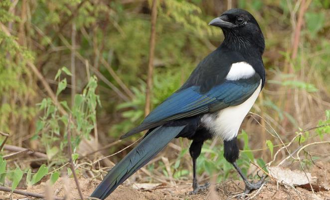 动物是否具有艺术行为？它们是否认为自己是在”创作“