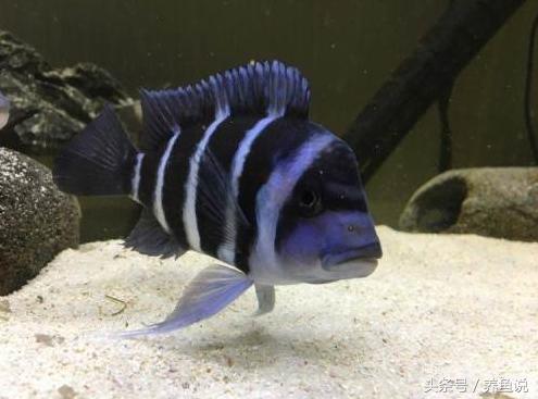 三湖慈鲷和一眉道人更建议养什么,三湖慈鲷哪个品种算是好的