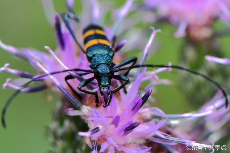 初秋南太行——天牛四种