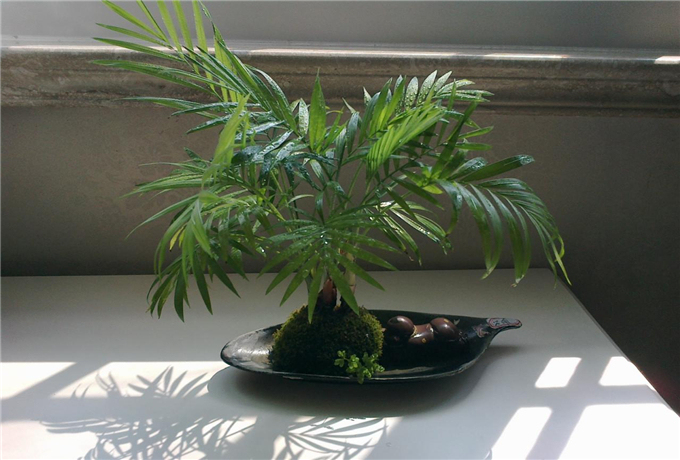 凤尾竹如何养护最有效,凤尾竹怎么养才会爆盆