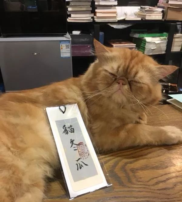 书店街卖的猫,书店猫