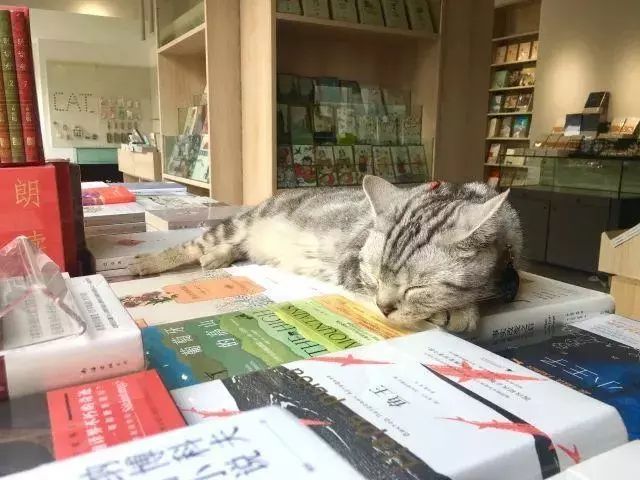 书店街卖的猫,书店猫