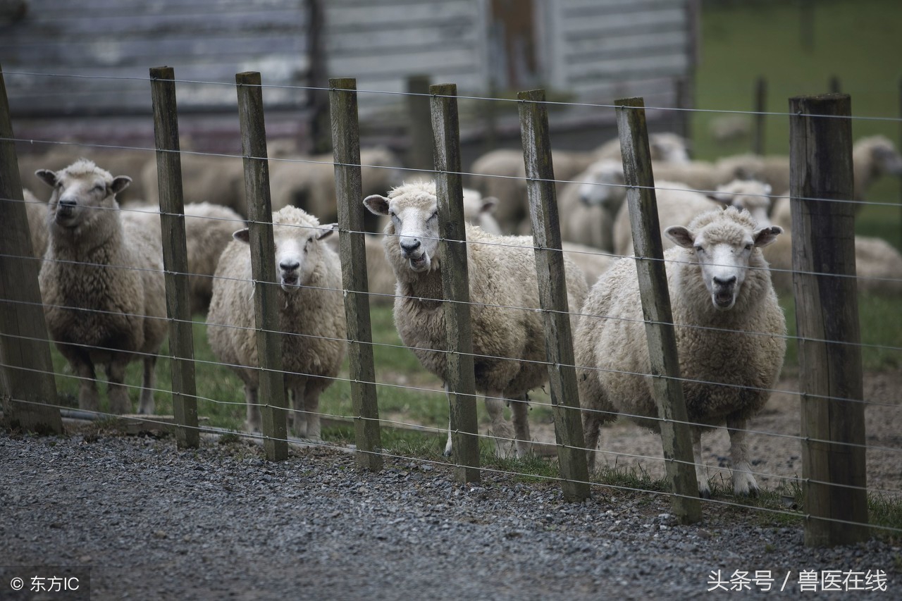 怎么圈养羊最好方法,散养羊的最有效方法