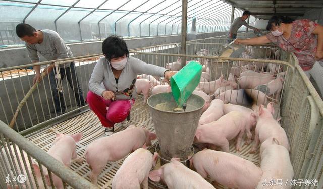 论养猪人之辛苦,养猪人的心酸你永远不懂