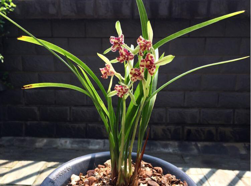 兰花冬季养殖,兰花养殖最佳季节