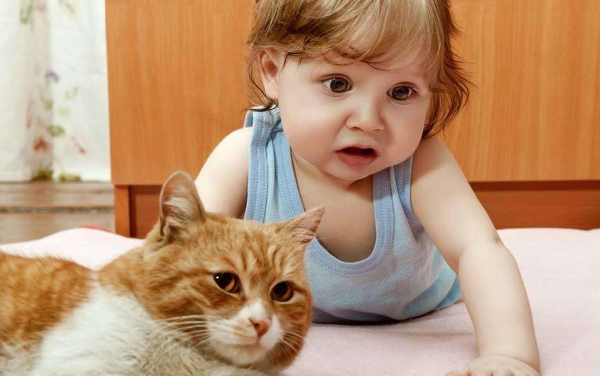 养猫人吸入猫毛的危害,猫毛会被人吃进肚子会怎么样