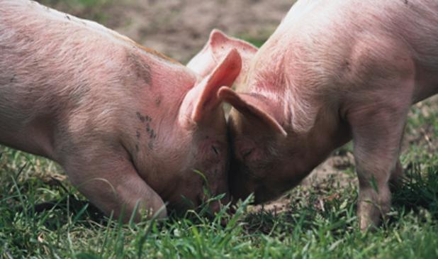 实用的治猪病偏方，花几块钱轻松搞定养猪疑难杂症！