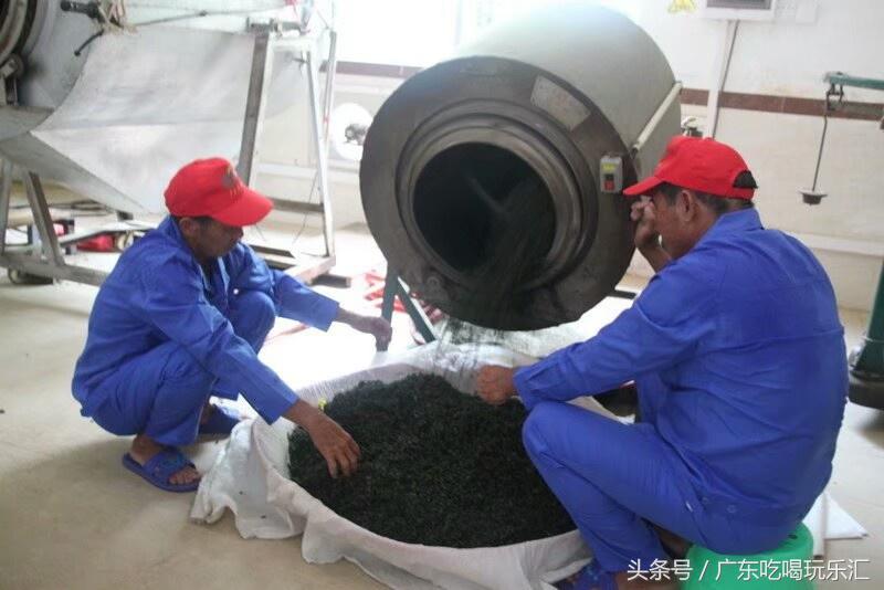 广东茗皇茶业种植基地,茗皇茶基地