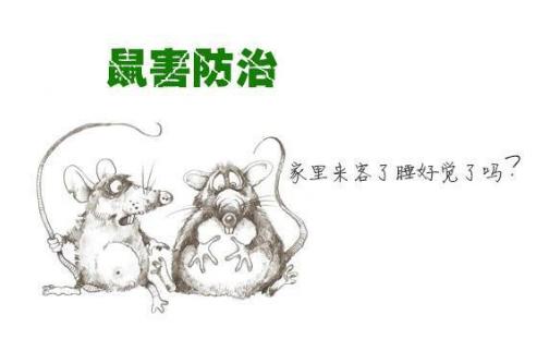 老鼠的危害，如何用驱除器灭老鼠？