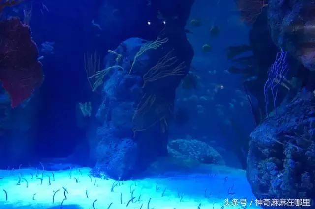 珠海长隆旅游攻略3天自由行,亲子游珠海长隆一日游攻略