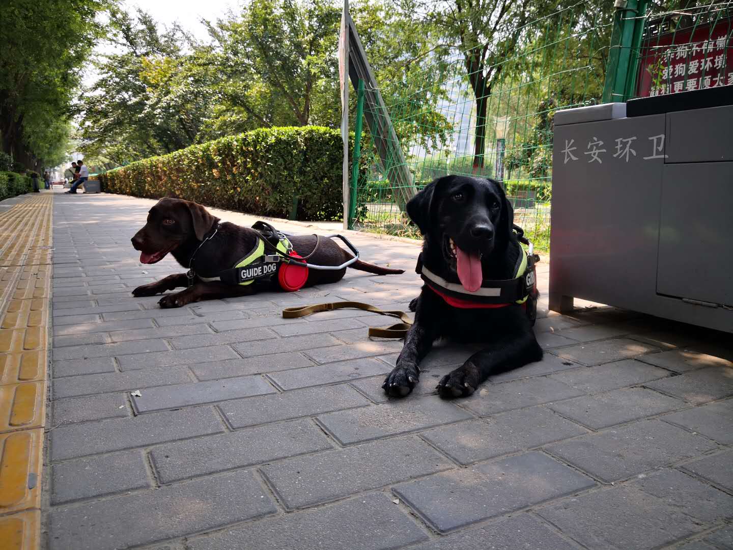 “温顺大肢”导盲犬预计十月将上岗符合条件盲人可免费获取