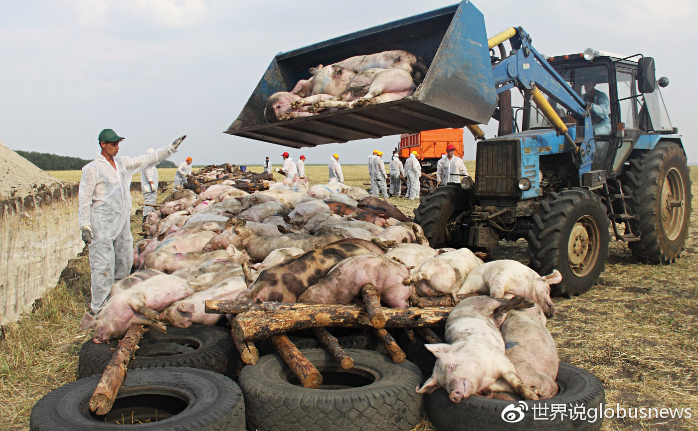 俄罗斯为什么没防住非洲猪瘟?