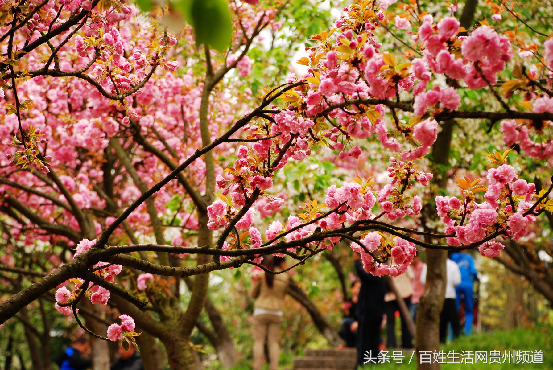 贵阳哪里的森林公园最好耍,贵阳八景