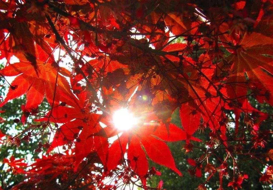 秋凉已到红枫谷,秋入香山