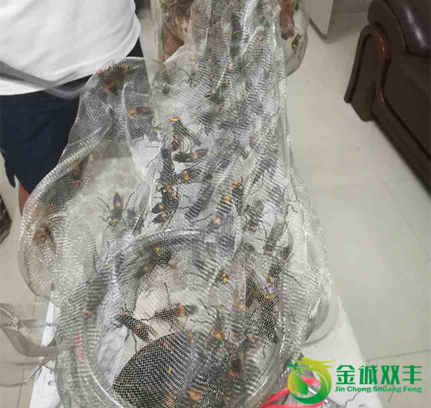 娲讳綋鑰佽渹娉￠厭,鑰佽渹鎬庝箞娉￠厭