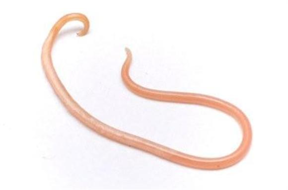 孩子如果有这四种表现，可能是身体内有蛔虫，家长一定要重视起来