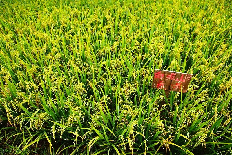 威远有一片神奇的土地，种出神奇的东西，据说吃了能长寿……