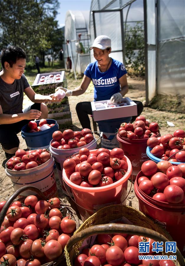 岐山县金蛋蛋,金蛋蛋蓝田核桃