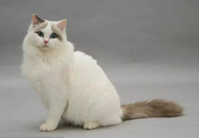 如何分辨是不是新版布偶猫,如何分辨是否是布偶猫