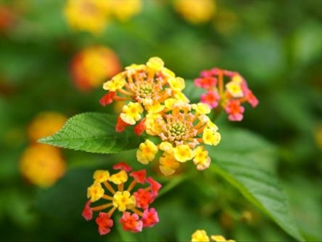 如意花的正确养殖方法,如意花怎么养殖