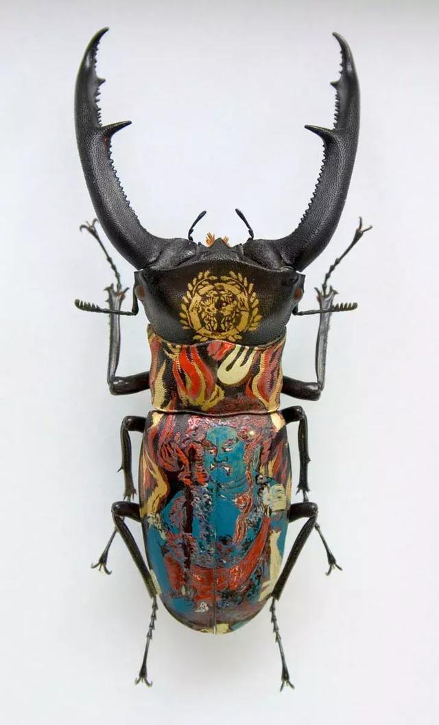 甲虫真是一种自带复古美感的生物,甲虫珍贵吗
