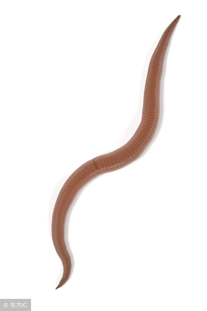 女童大便有白色蠕动的小虫,女童大便有白色小虫