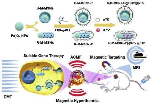 肝癌免疫治疗及基因治疗进展,肝癌基因检测靶向治疗