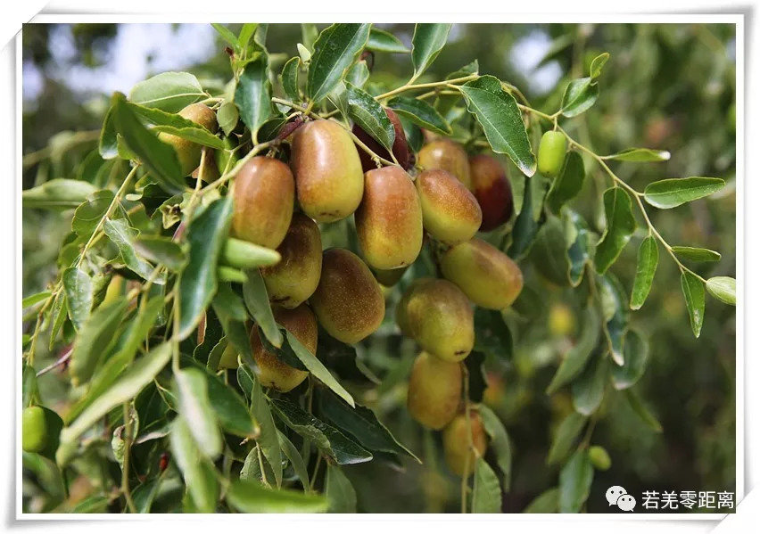 皮薄肉厚核小的新疆和田枣,皮薄肉厚的新疆大枣