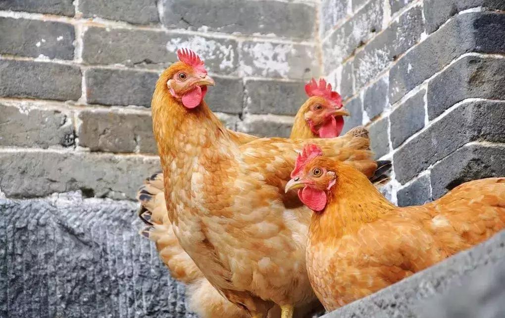 鸡用马立克氏疫苗分几种,鸡马立克氏病二价灭活疫苗