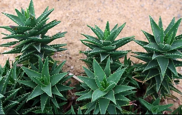 夏天多肉植物遮阳防晒神器,大树芦荟的功效与作用