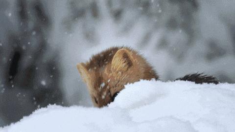 水貂疫苗接种注意事项,貂用疫苗是什么