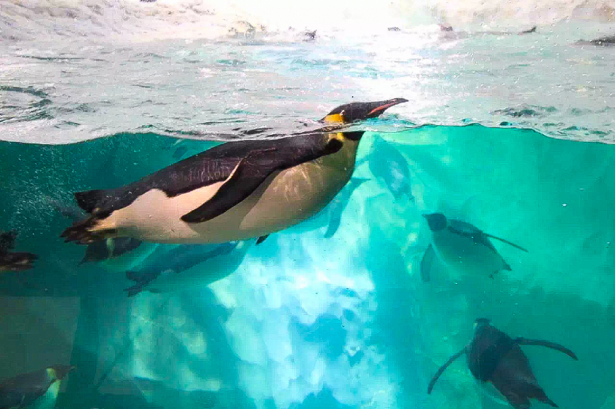 一天游珠海长隆海洋王国亲子攻略,珠海长隆海洋王国亲子游北极熊