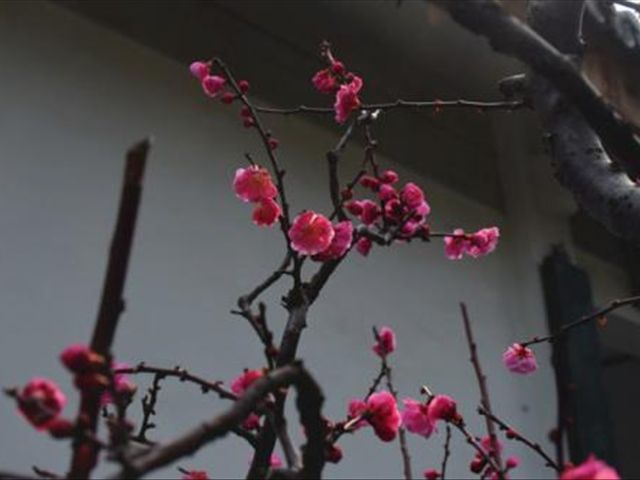 盆栽梅花为什么会掉花苞,盆栽梅花掉叶咋办