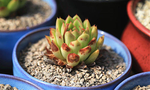 植物晒伤,植物晒伤了怎么补救