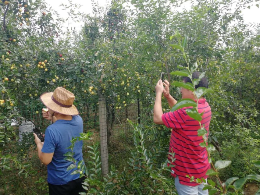 又是一年吃枣季节,又是一年槐花香美食