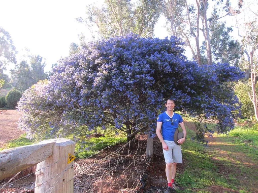 好种植的藤本植物,45种植物图片