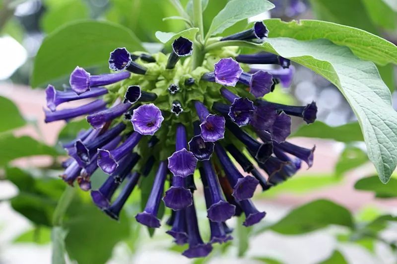 好种植的藤本植物,45种植物图片