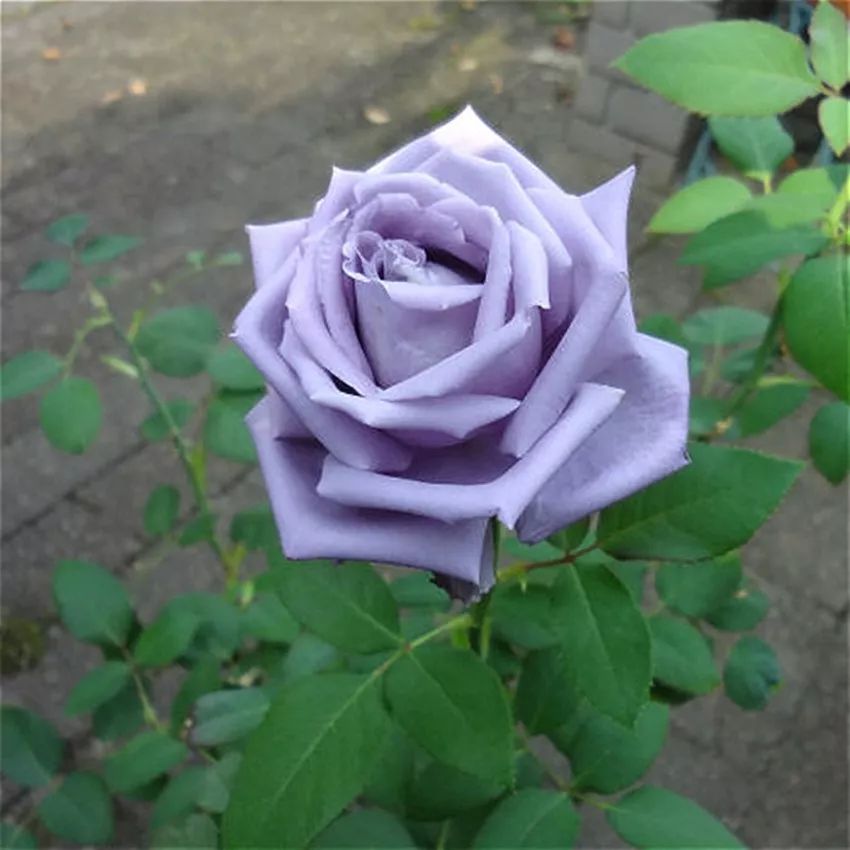 好种植的藤本植物,45种植物图片