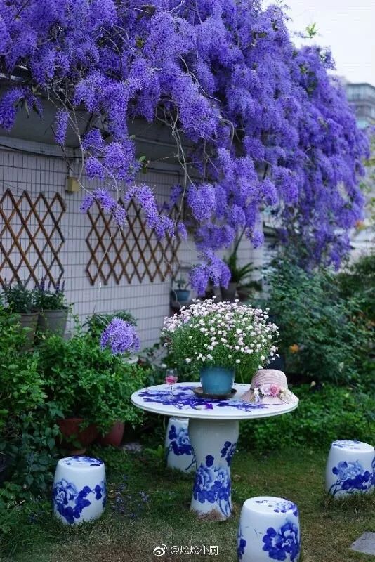 好种植的藤本植物,45种植物图片