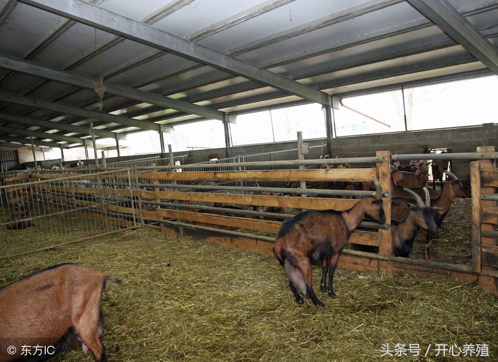 准备养羊需要注意啥,养羊技术十大要点